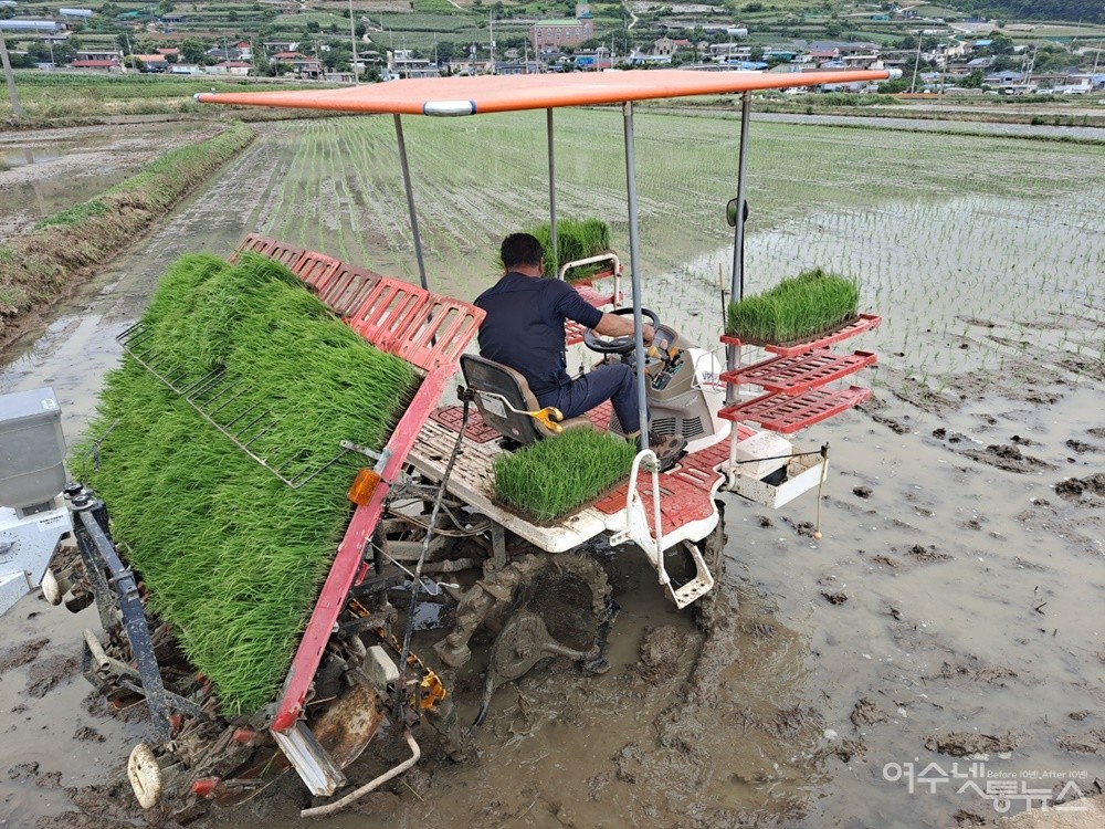 ▲ 이앙기 모심기는 1시간에 1천평 남짓이다. 숙련된 농부가 하루 10시간 정도 일을 하면 5천 평을 심을 수 있다. ⓒ조찬현