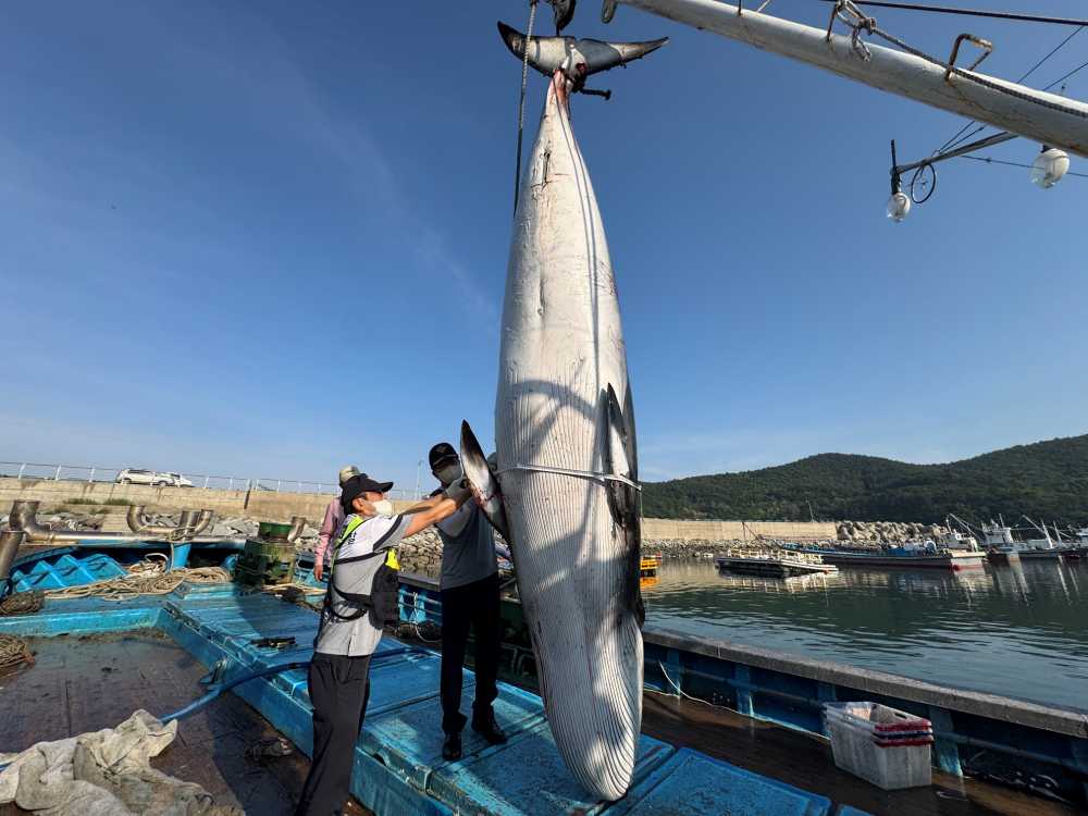▲밍크고래의 둘레를 측정중 ⓒ여수해양경찰서