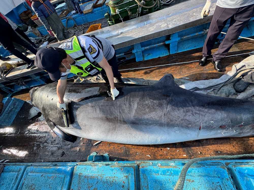 ▲경찰관이 금속탐지기 이용 불법포획여부를 확인중이다. ⓒ여수해양경찰서