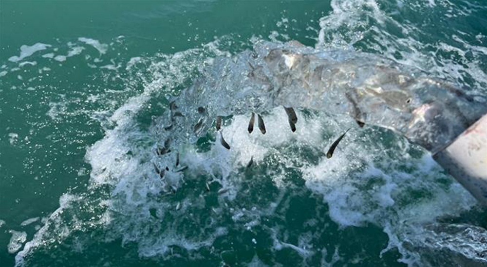 ▲지난해 감성돔 등 어류 3종(80만 마리) 방류 모습 ⓒ여수시