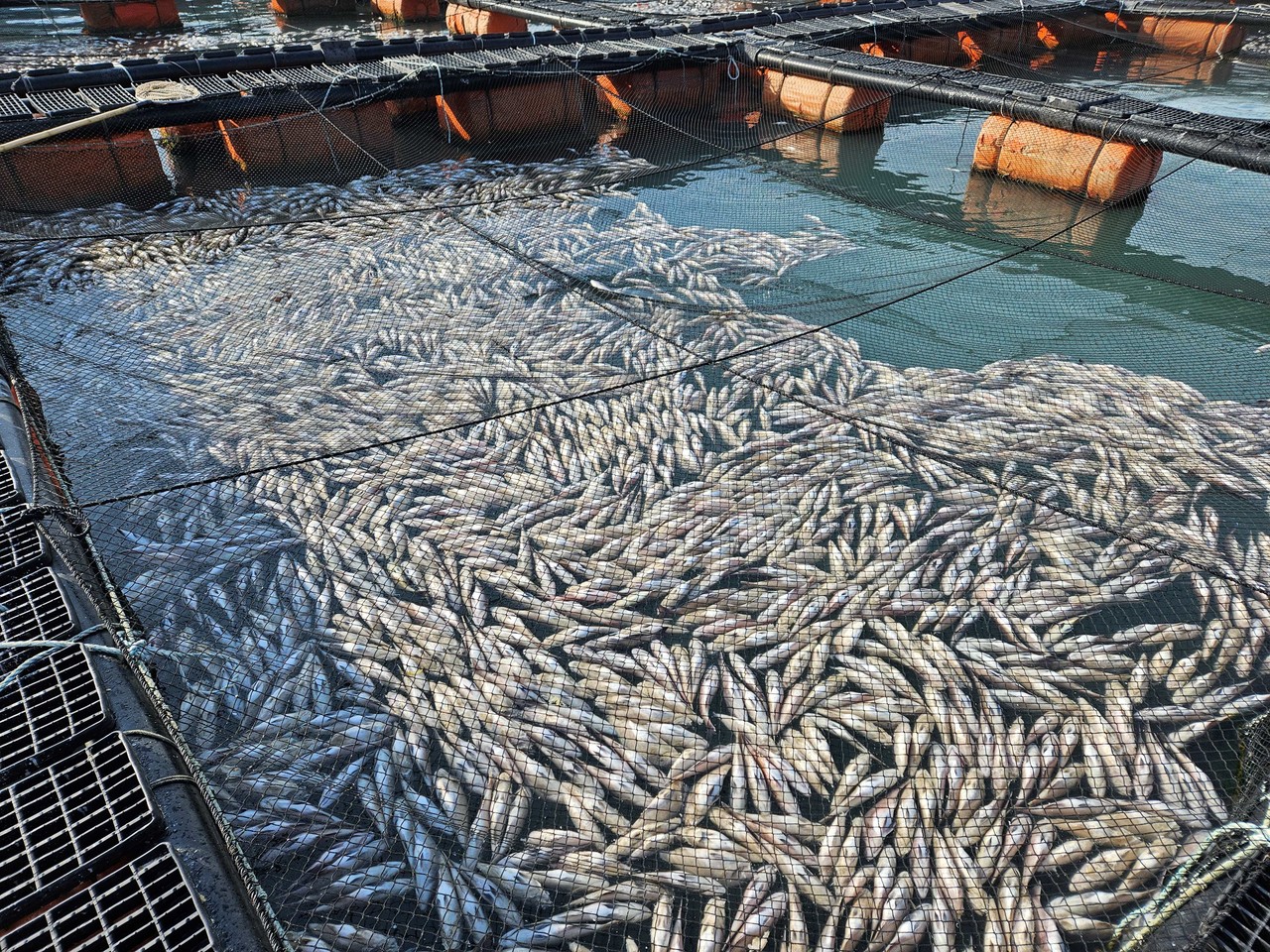 ▲ 저수온 피해 양식장 ⓒ전라남도