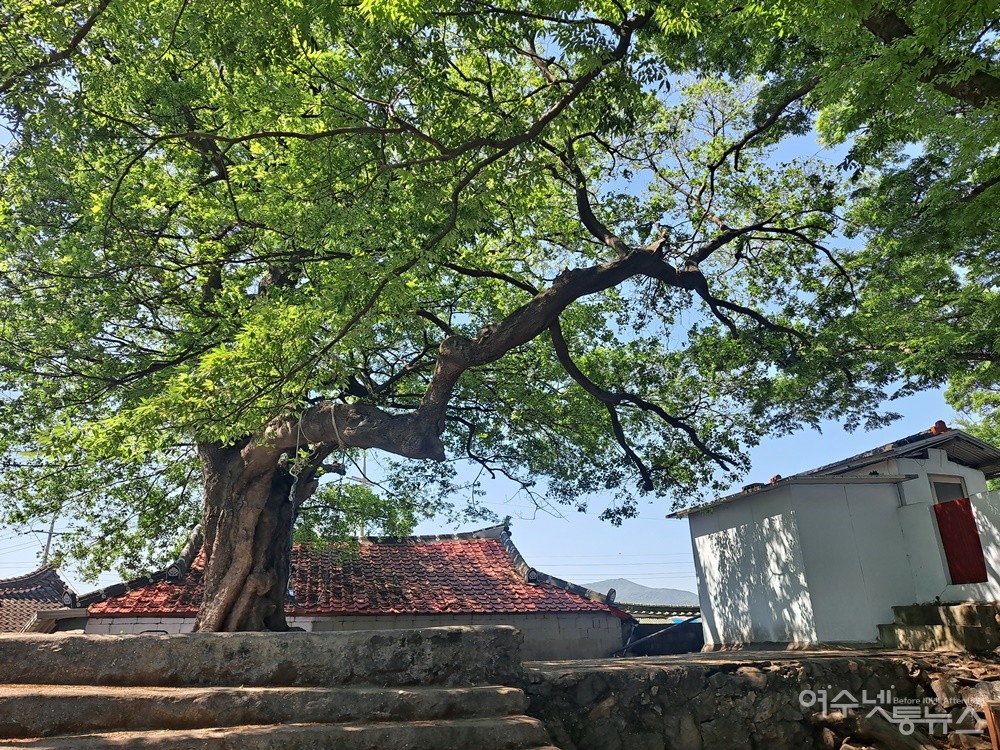 ▲푸르름과 싱그러움이 가득한 팽나무 고목이다. ⓒ조찬현