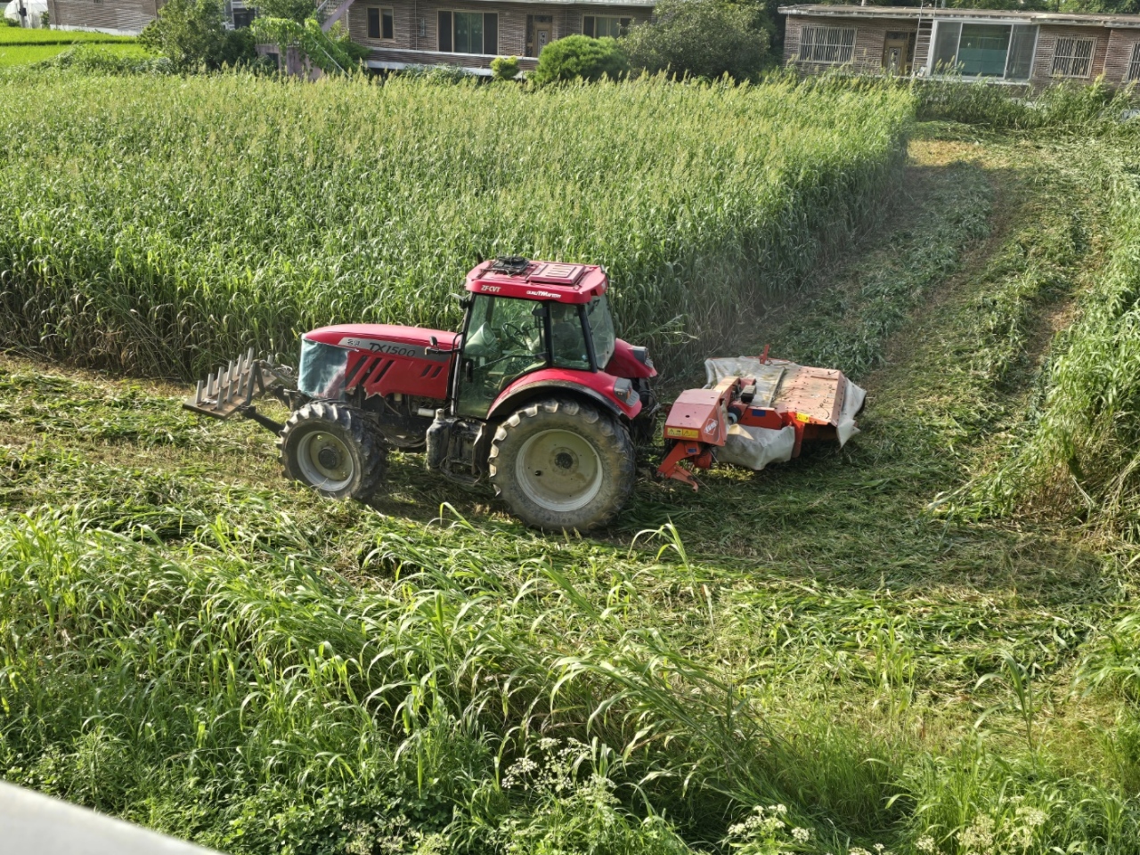 ▲ 전략작물직불금- 하계조사료 재배단지 수확 ⓒ전라남도