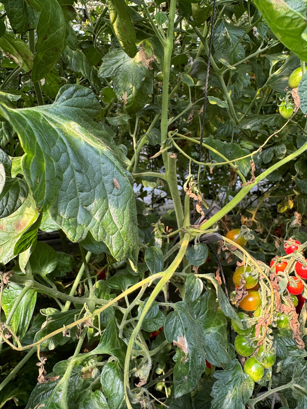 ▲토마토뿔나방 피해 사진 ⓒ여수시