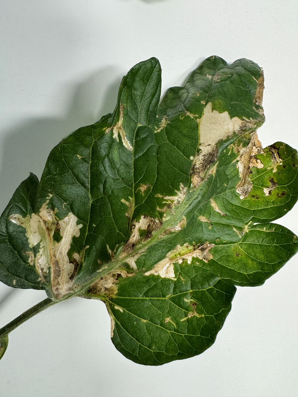 ▲토마토뿔나방 피해 사진 ⓒ여수시