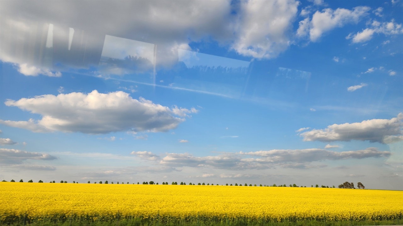 ▲체코 유채꽃프라하에서 브르노로 향하는 고속도로에서 바라본 유채밭을 보며 장시간 비행 피로 사라졌다 ⓒ김용자