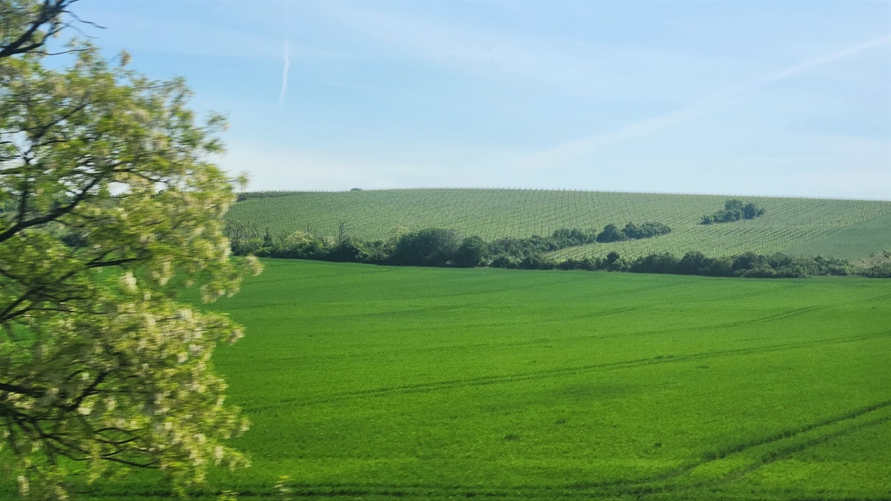 ▲연초록의 밀밭5월에만 볼 수 있는 연초록의 아름다움 ⓒ김용자