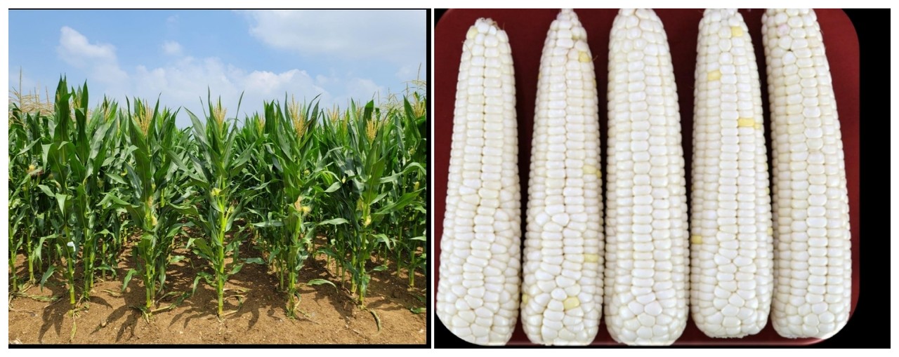 ▲수원찰97호 식물체, 수원찰97호 이삭 ⓒ여수시