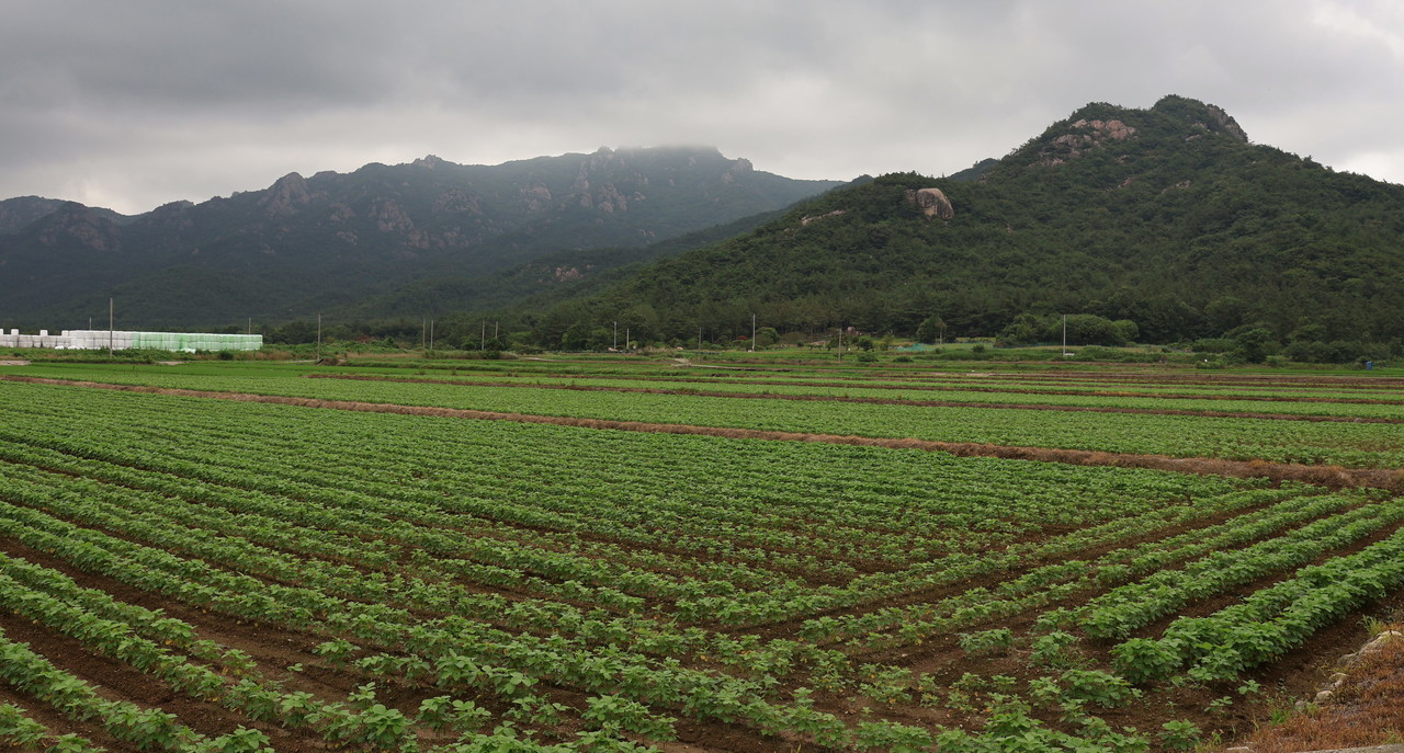 ▲ 논콩 재배- 영암 군서면 ⓒ전라남도