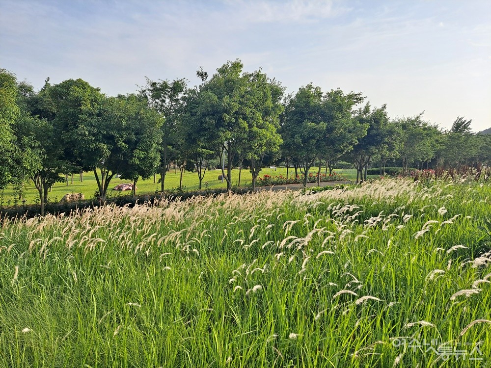 ▲ 바람에 흔들리는 삐비꽃 무리다. ⓒ조찬현