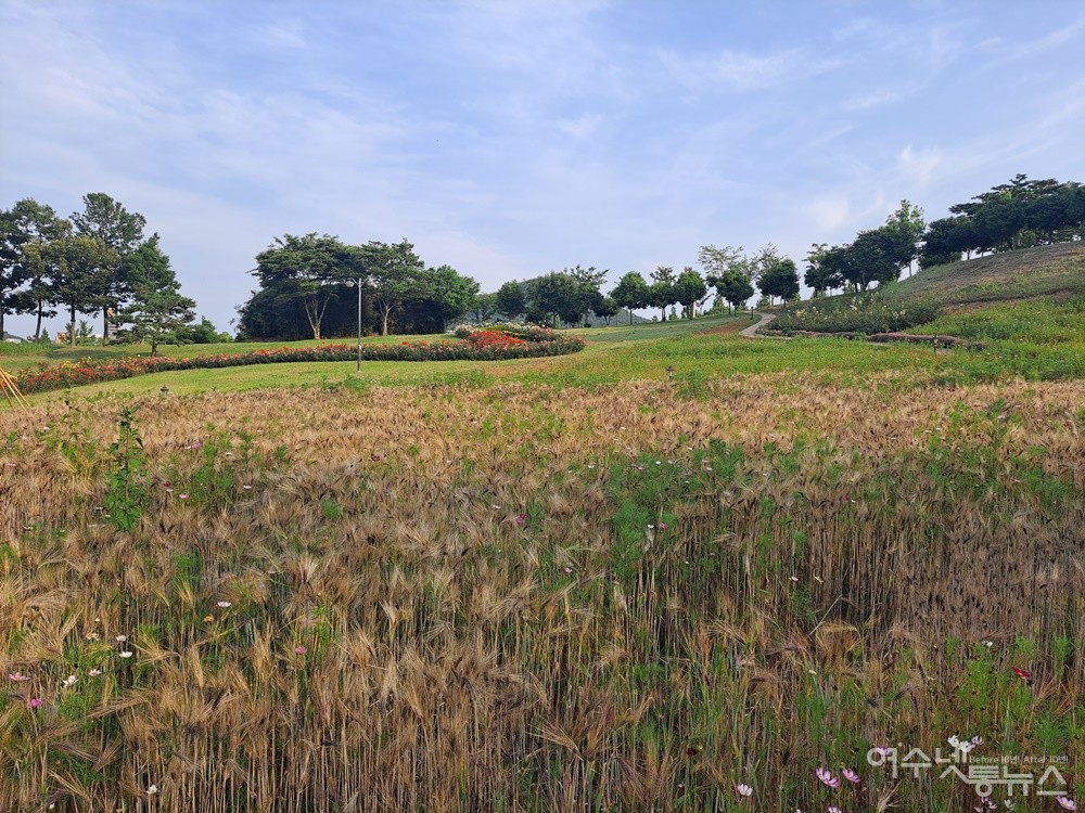 ▲ 검정찰보리가 익어 가고 있다. ⓒ조찬현