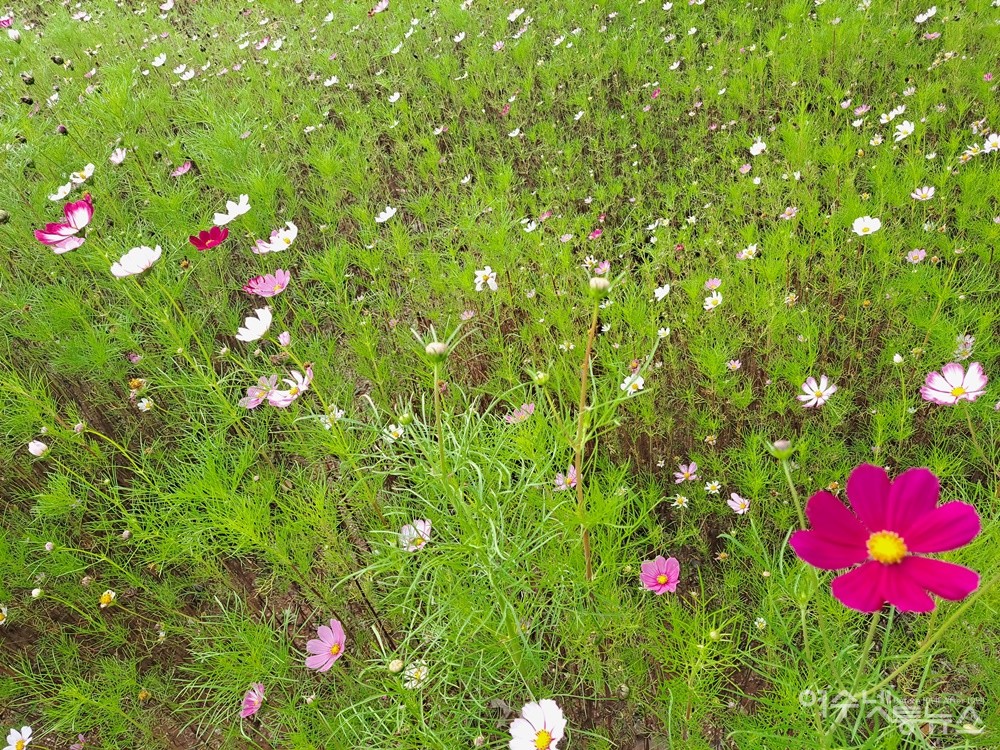 ▲ 키 작은 코스모스 군락지다. ⓒ조찬현