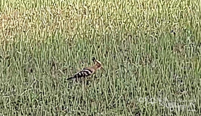 ▲ 희귀한 여름 철새 후투티다. ⓒ조찬현