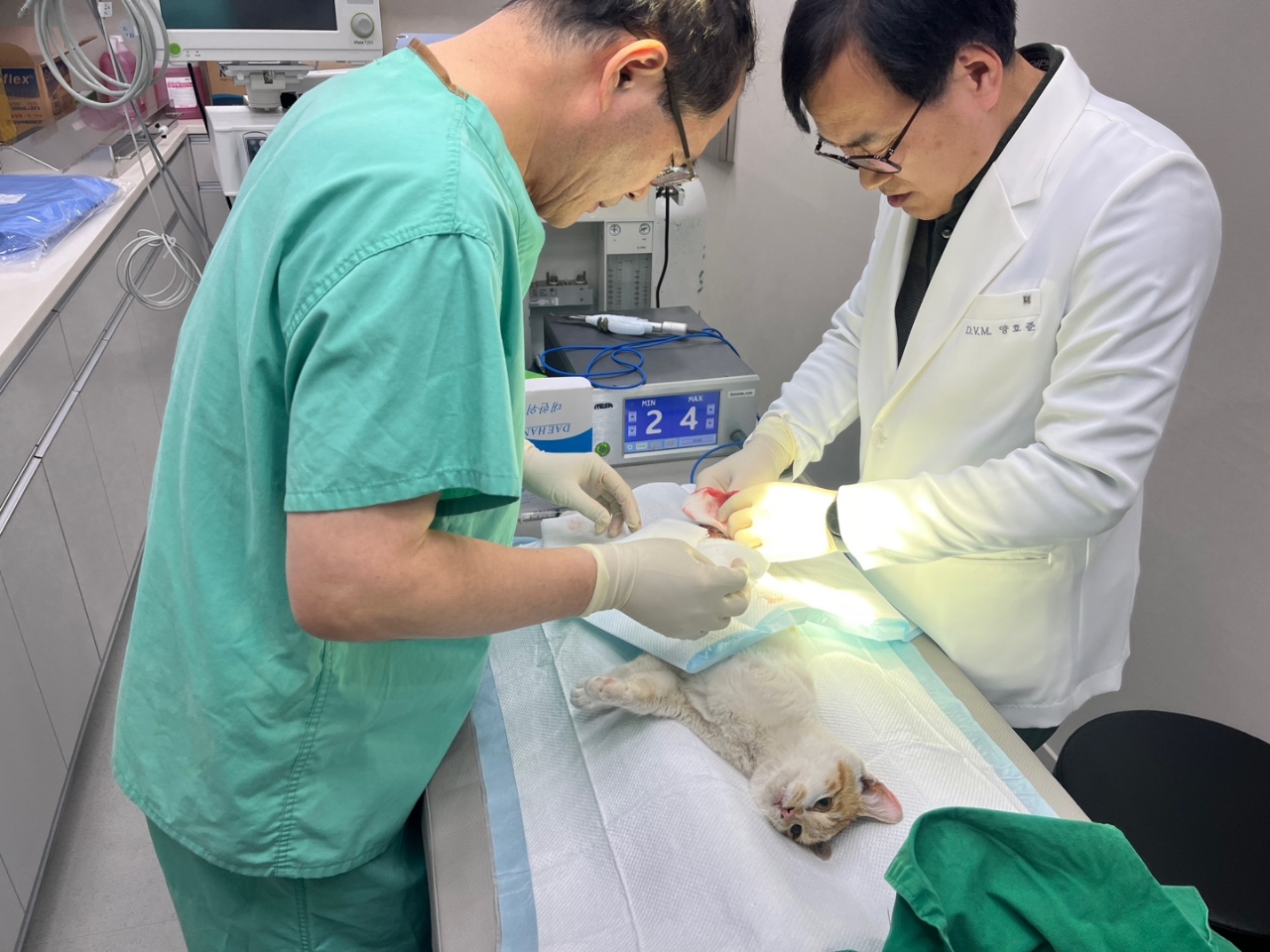 ▲ 유기 동물이 공공진료소에서 치료를 받고 있다. ⓒ순천시