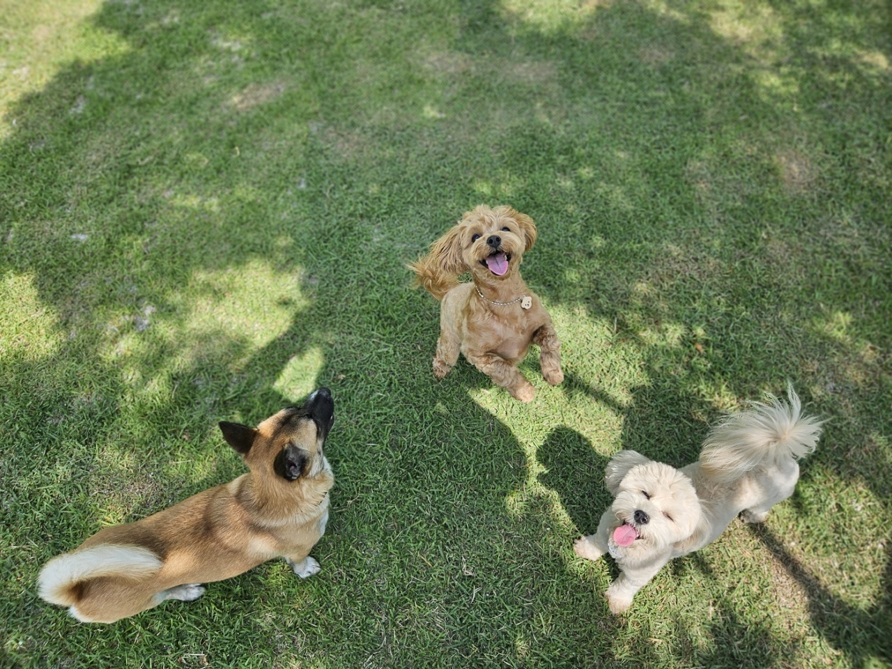 ▲ 반려동물 ⓒ순천시