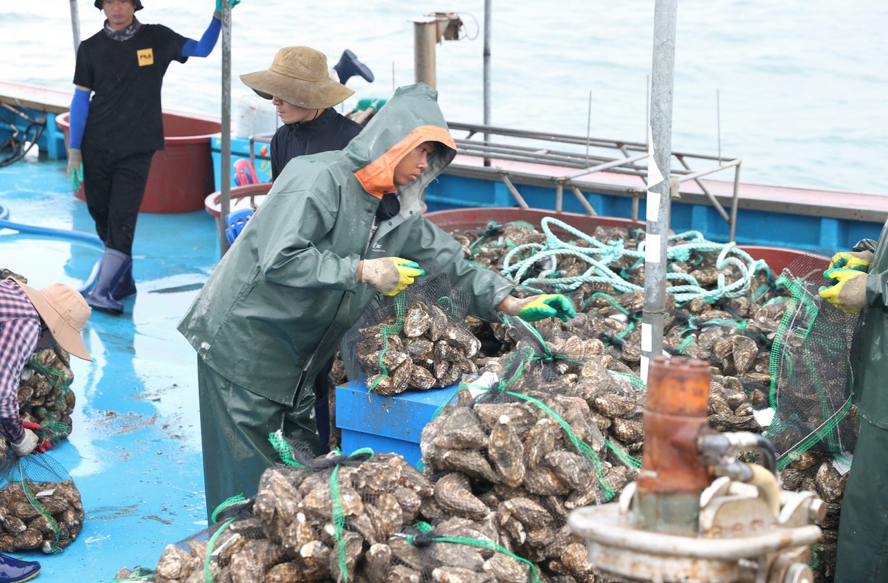 ▲ 개체굴 중국 수출 상차식 ⓒ전라남도