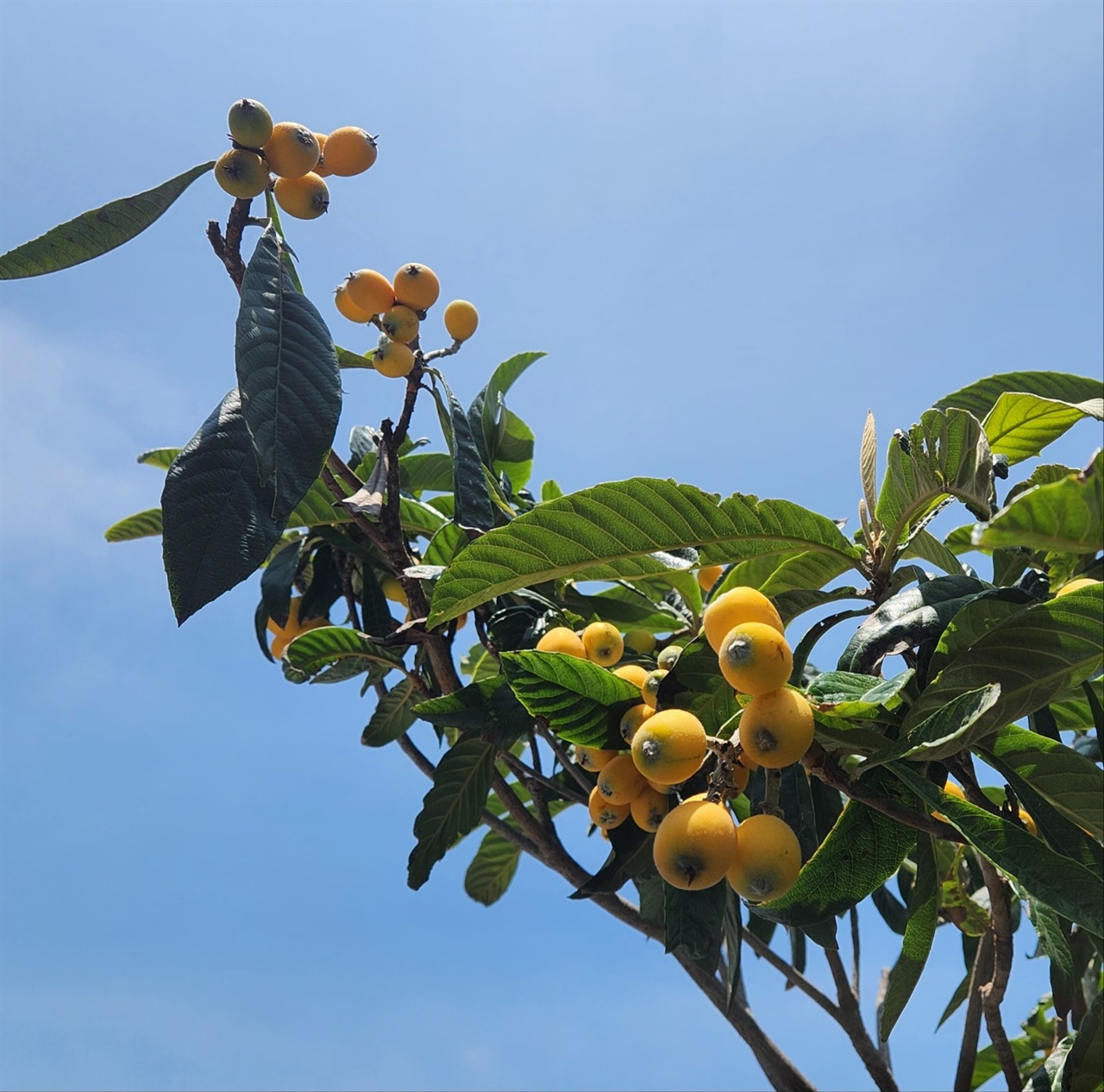 ▲ 비파 열매가 노랗게 익어가고 었다.  ⓒ 김용자
