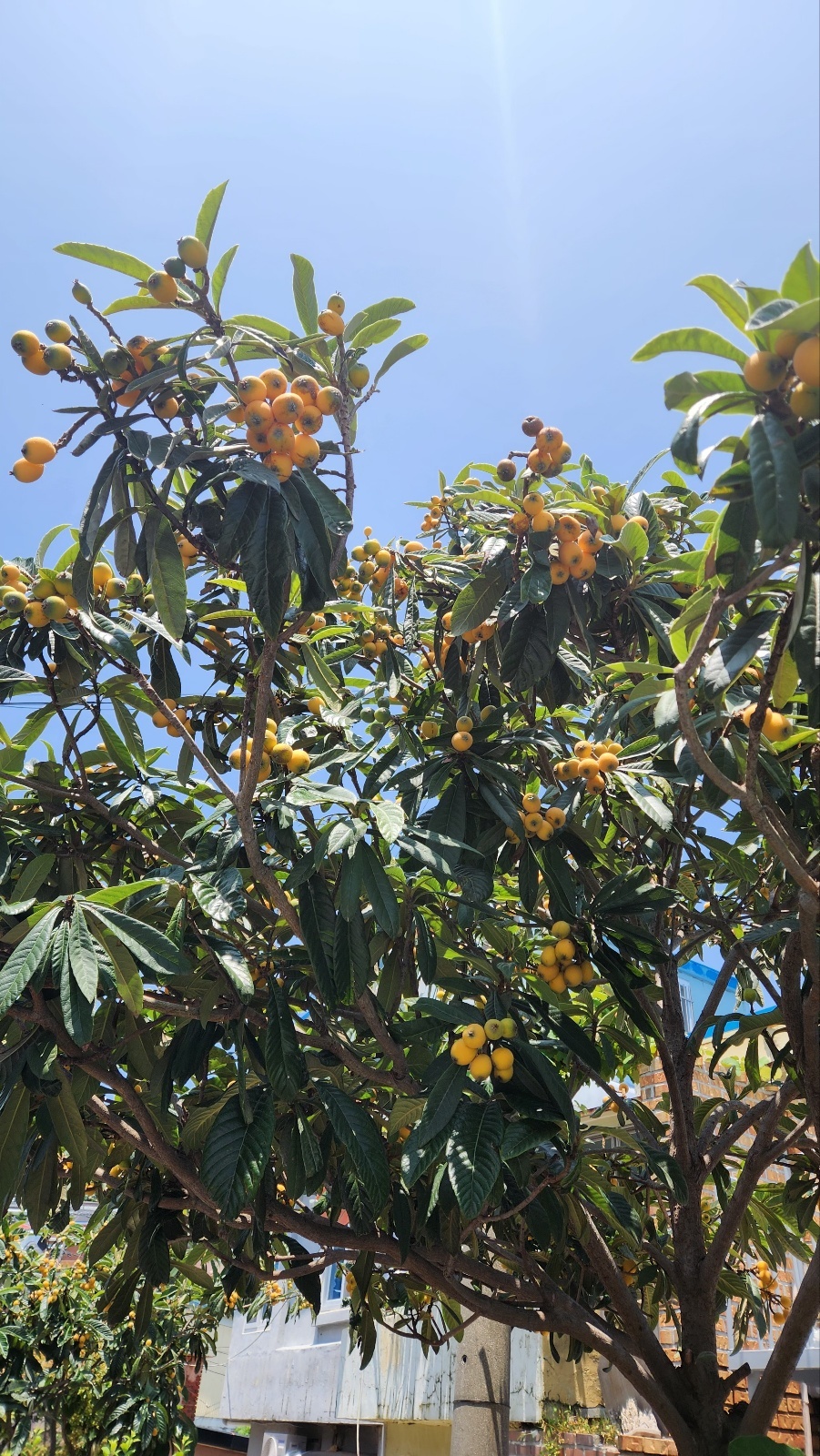 ▲ 담장 위 노랗게 익은 비파 열매가 탐스럽다. ⓒ 김용자