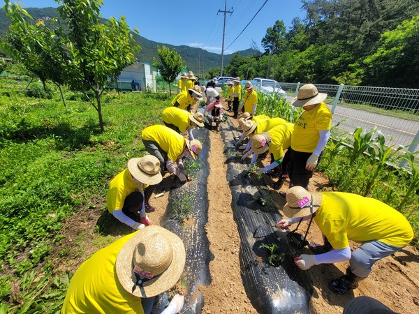 ▲'행복밭요리꽃' 사업 텃밭가꾸기 활동중인 참여자 모습 ⓒ여수시노인복지관 