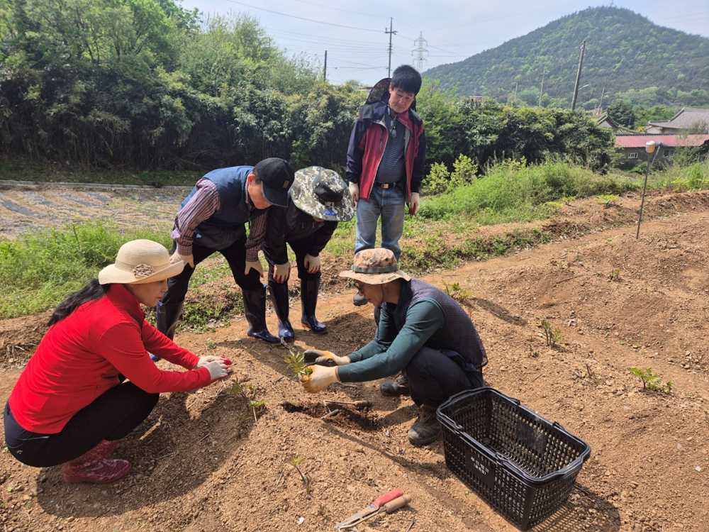 ▲율촌 여자만마을 땅두릅 수확 모습 ⓒ여수시
