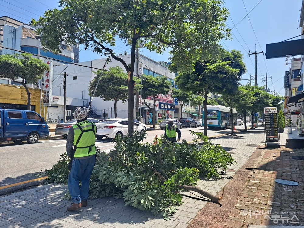 ▲ 여수 문수동 여수해양경찰서에서 여문공원 간 도로의 후박나무 가로수를 폭염 속에 작업자들이 강전정 하고 있다. ⓒ조찬현
