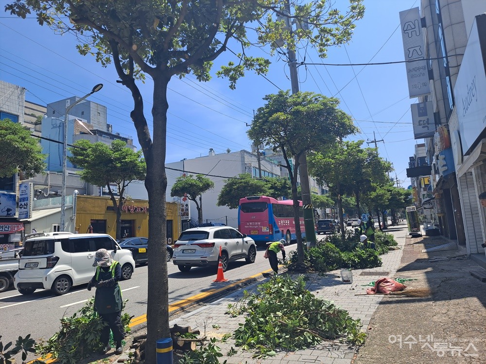 ▲  작업자들이 안전 관리 요원도 없이 도로 가에서 전정한 후박나무 가로수를 정리하고 있다. ⓒ조찬현