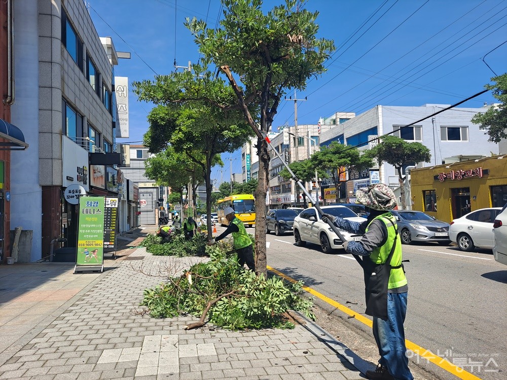 ▲ 강전정으로 인해 후박나무 가로수가 앙상한 모습이다. ⓒ조찬현