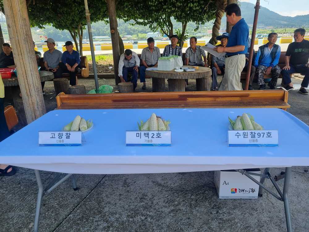 ▲지난 1일 국립식량과학원 중부작물연구센터와 함께 신품종 옥수수 ‘수원찰97호’에 대한 식미평가회를 개최했다. ⓒ여수시