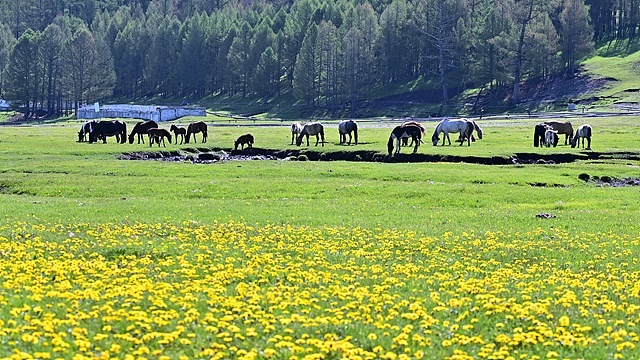 ▲ 몽골 초원에 비가 내리면 꽃축제가 열린다 ⓒ박근세