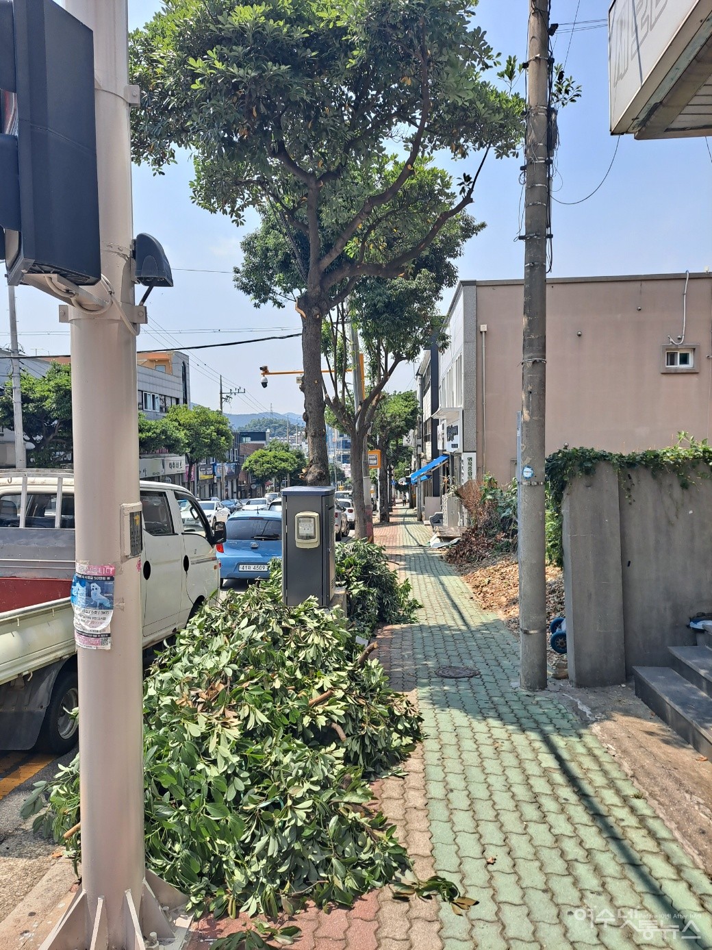 ▲ 여수 무선중앙로의 잘라낸 가로수다. ⓒ조찬현