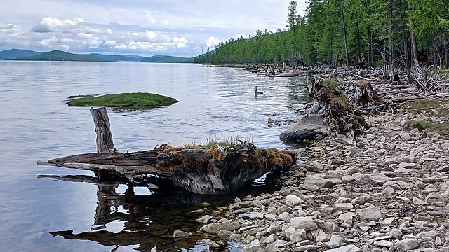 ▲ 바다처럼 넓은 홉스골 호수는 큰 바람이 불면 파도가 밀려와 타이가 숲을 파괴한다. 호숫가에 밀려온 나무뿌리를 촬영했다. ⓒ오문수