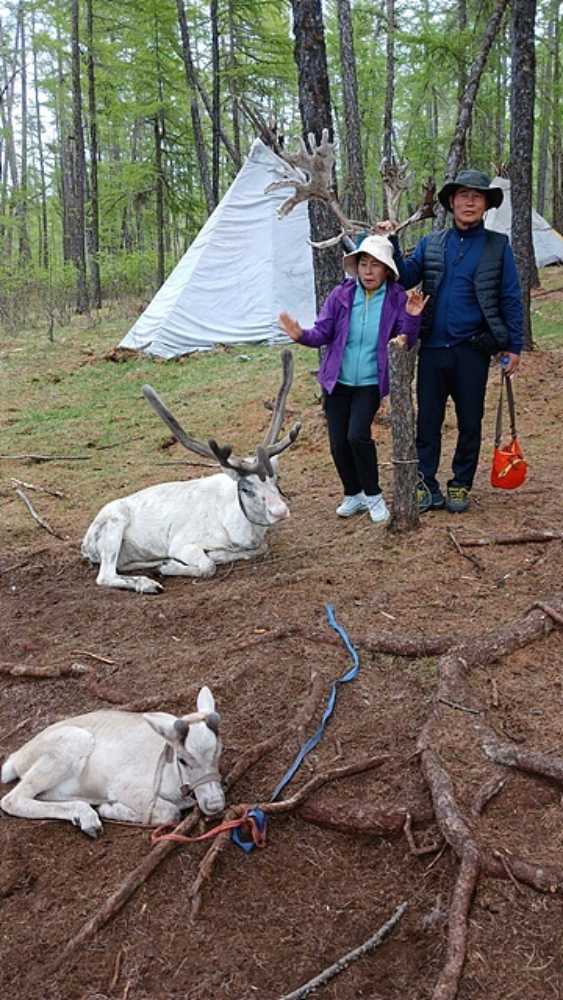 ▲ 차탕족이 기르는 순록을 쳐다보는 일행들. 뒤에 차탕족이 사는 오르츠가 보인다. ⓒ오문수