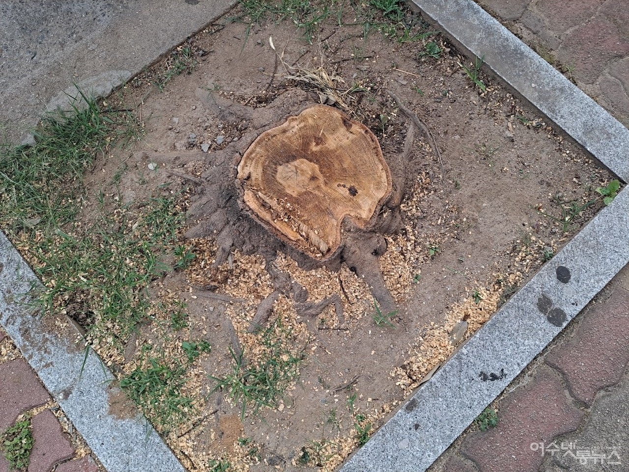 ▲ 싹둑 잘려나간 여수 화장동 가게 앞의 가로수다. ⓒ조찬현