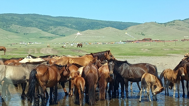 ▲ 홉스골의 3대 불교사원인 '아마르바야스갈란트' 사원으로 가는 길에 만난 말들. 말들이 더위를 식히기 위해 개울물에 들어가 몸을 식히고 있다. 저멀리 산 중턱에 스투파가 보이고 오른쪽에는 '아마르바야스갈란트' 사원 건물이 보인다.  ⓒ오문수