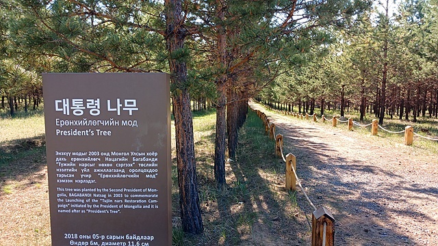 ▲ 열차를 타기 위해 다르항으로 가던 중 만난 한몽합작 생태숲 복원프로젝트 모습. '유한킴벌리'가 벌인 '몽골생태숲 프로젝트'를 기념하기 위해 몽골 대통령이 심었다는 소나무가 자라고 있었다. ⓒ오문수