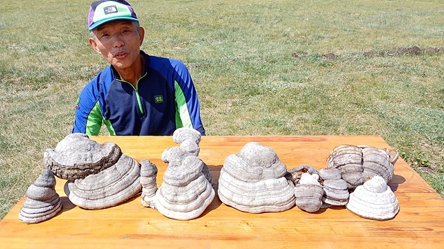 ▲ 일행이 머무는 테렐지 캠핑장 인근에서 한 시간 정도 채취한 말굽버섯 앞에서 포즈를 취한 일행. 말굽 버섯은 죽은 자작나무에 기생한다. ⓒ오문수