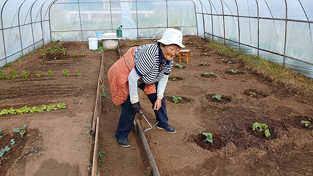 ▲ 칭기즈칸 동상이 서있는 '천진벌덕' 인근에서 농사를 짓고 있는 유목민이 날씨가 춥기 때문에 이중으로 친 비닐하우스에서 채소를 재배하고 있었다. 양배추, 상추, 오이, 파프리카, 토마토, 딸기가 자라고 있었다. 몽골의 평균고도는 1580m이기 때문에 초저녁에는 게르에 불을 피워야 한다 ⓒ오문수