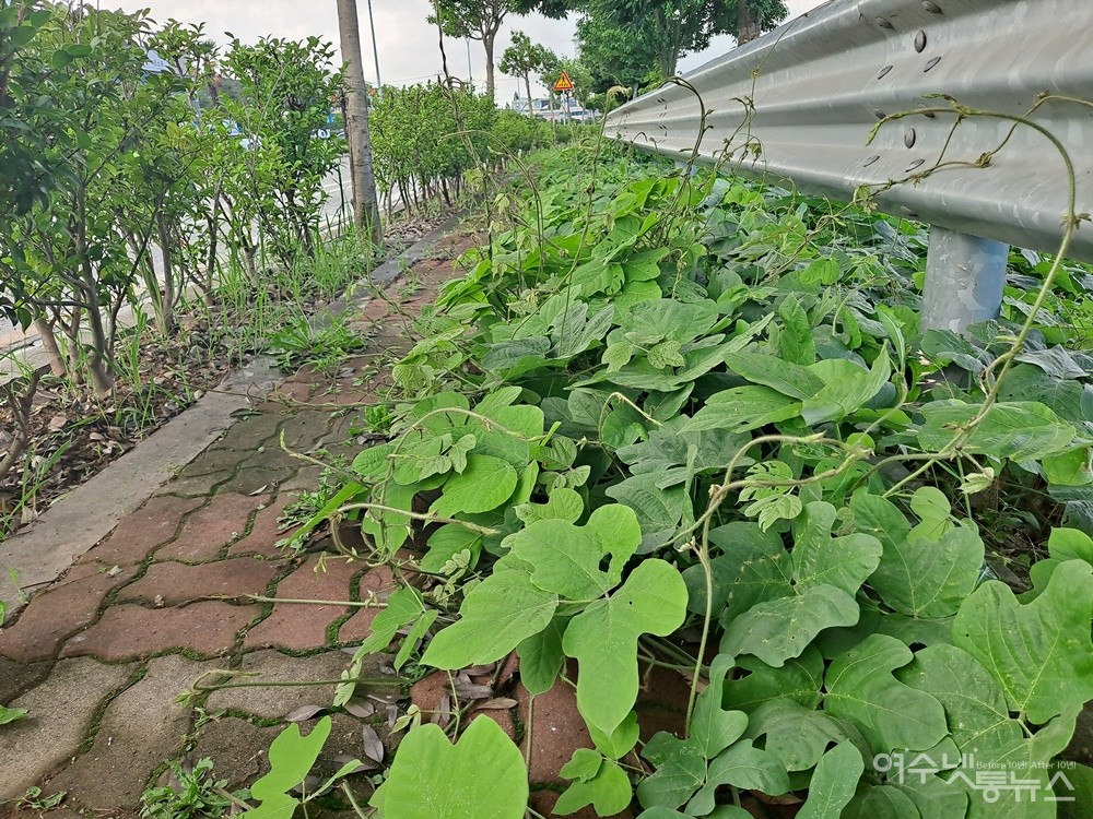▲ 칡덩굴이 무성하게 자라 인도 일부를 뒤덮고 있다.  ⓒ조찬현