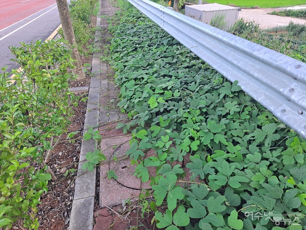 ▲ 사람이 오가는 인도에 잡초가 무성하다. ⓒ조찬현