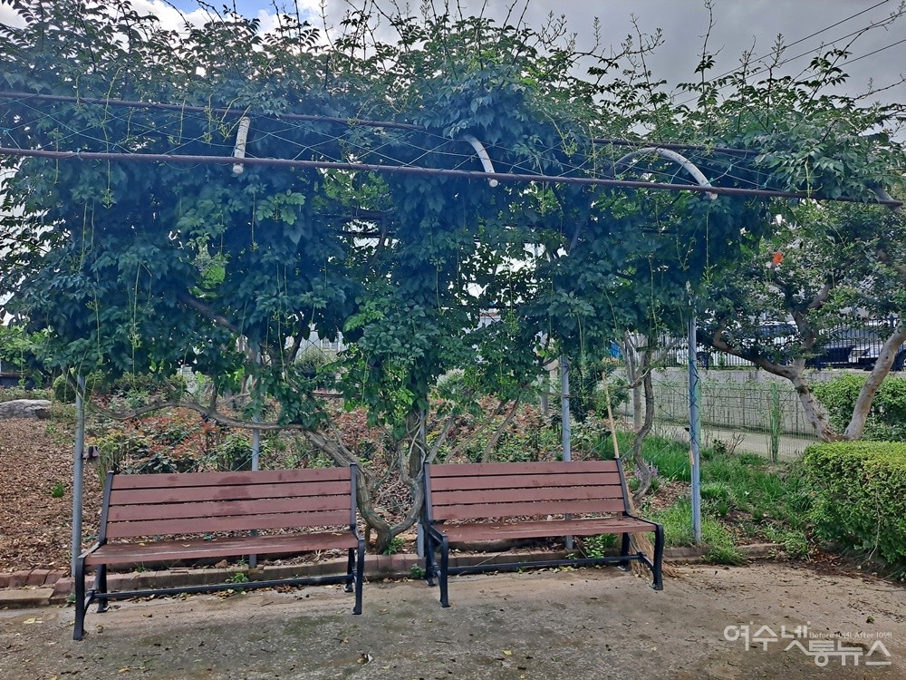 ▲ 여수시 농업기술센터 생활원예 체험장 능소화다. ⓒ조찬현