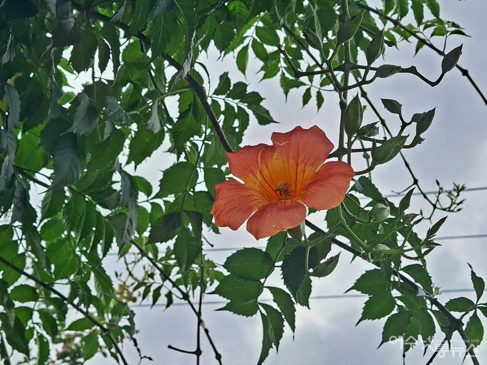 ▲ 올망졸망 송이 속에서 한 송이가 홀로 피어 능소화임을 알려준다. ⓒ조찬현