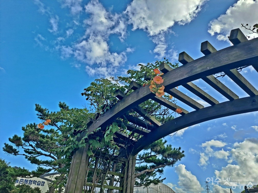 ▲ 푸른 하늘과 하얀 구름 주황빛 능소화꽃의 조화로움은 보는 이들의 탄성을 자아낸다. ⓒ조찬현