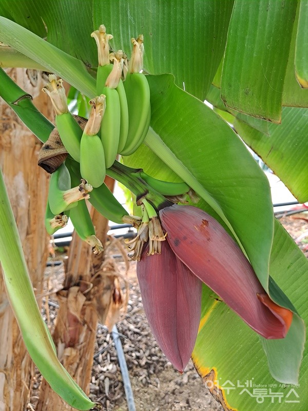 ▲ 아열대과수식물원에 피어난 바나나꽃이다. ⓒ조찬현