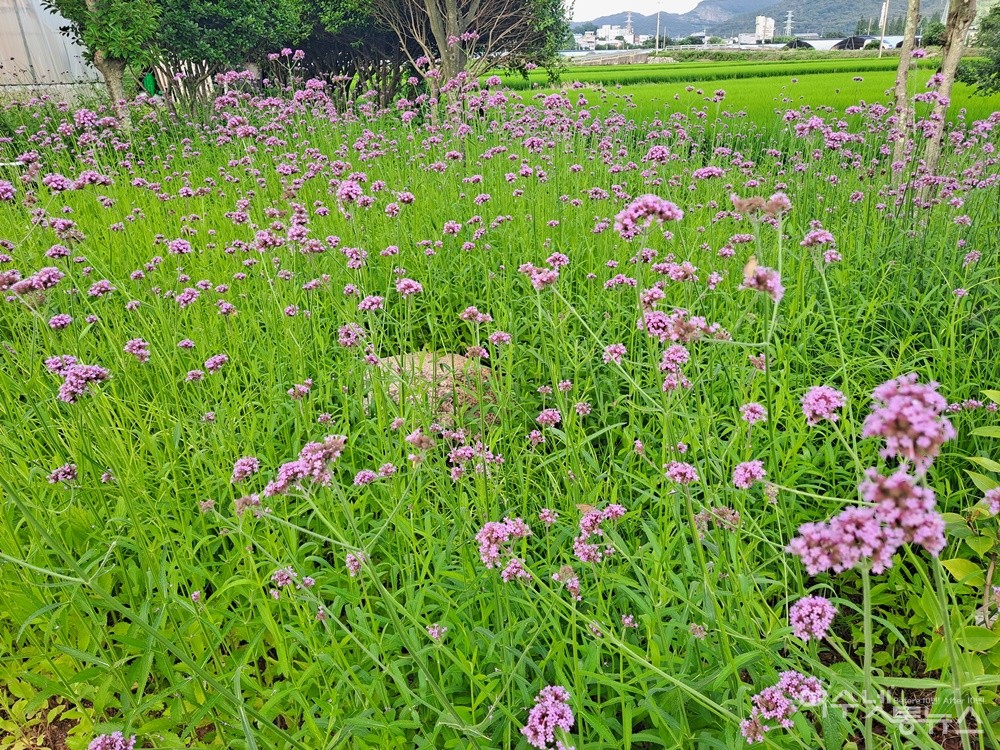 ▲  노지인 생태연못 주변에는 버베나가 활짝 피었다. ⓒ조찬현