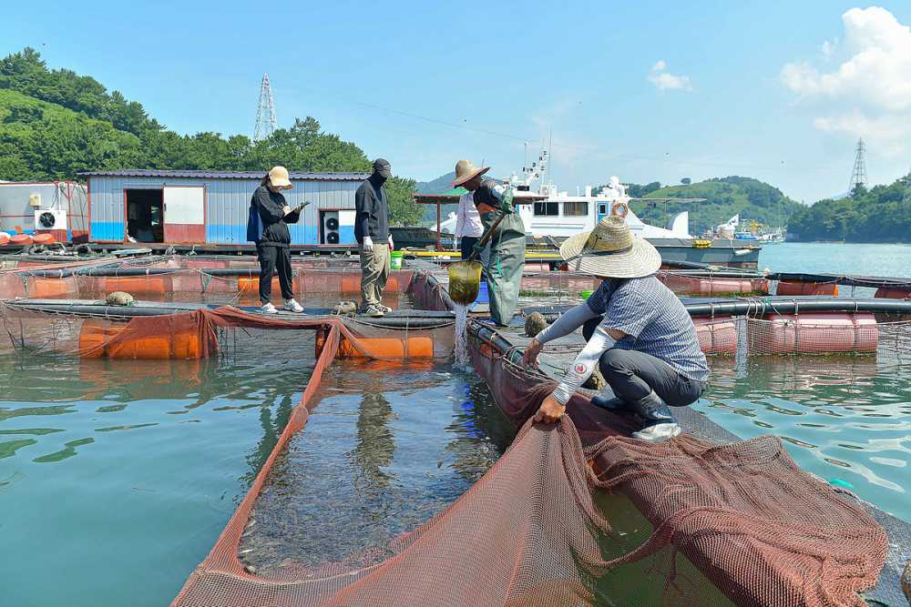 ▲양식어류 긴급 방류로 고수온 피해 대응 모습 ⓒ여수시