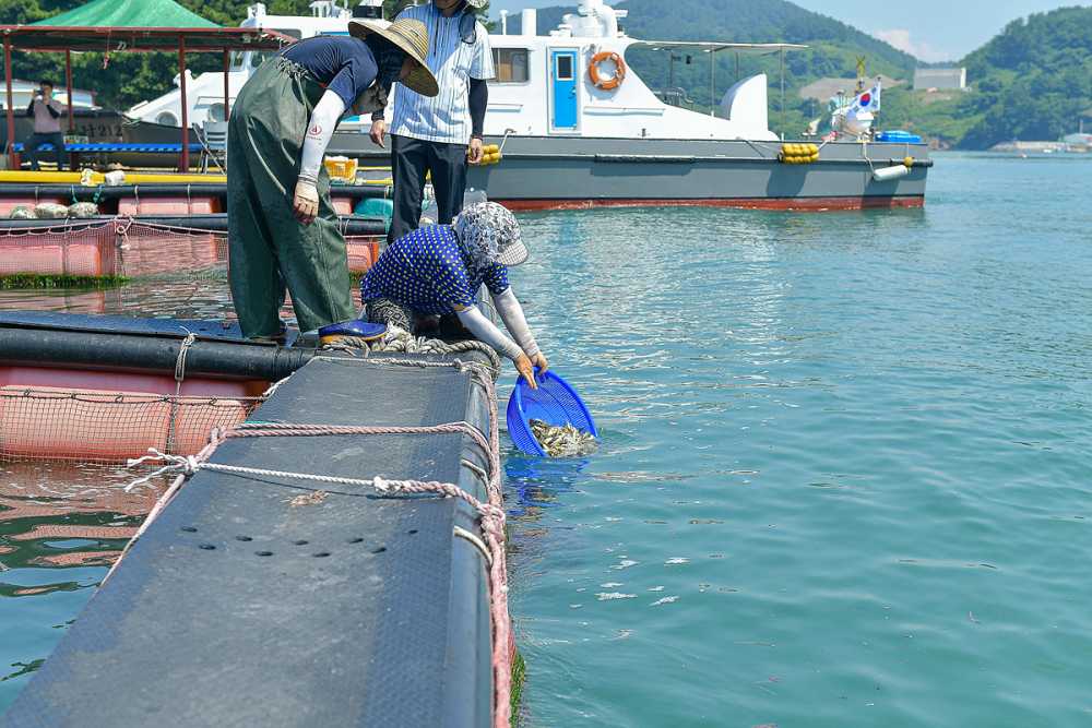 ▲양식어류 긴급 방류로 고수온 피해 대응 모습  ⓒ여수시