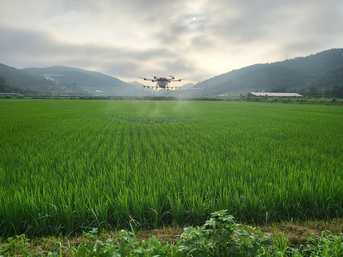 ▲ 7월 23일부터 8월 15일까지를 벼 병해충 방제 기간으로 설정하고 현장 기술 지원과 함께 방제약제 및 항공방제 대행비 지원에 나섰다. ⓒ여수시