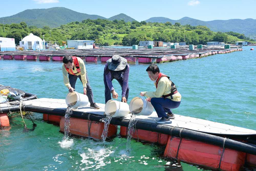 ▲ 이날 정기명 시장은 양식어류의 상태를 직접 확인하고 조피볼락 16만 미 방류 작업에 참여해 고수온 피해 예방을 위한 대응에 힘을 보탰다. ⓒ여수시