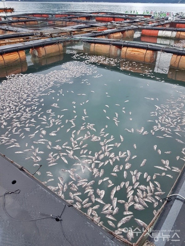 ▲ 지난해 여름 폐사한 인근 양식장의 우럭이다. ⓒ조찬현