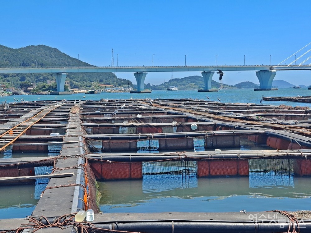 ▲ 양식장의 불청객 왜가리 무리다. ⓒ조찬현